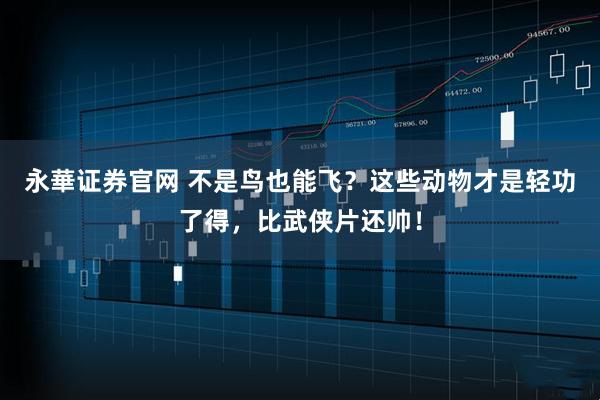 永華证券官网 不是鸟也能飞?这些动物才是轻功了得,比武侠片还帅!